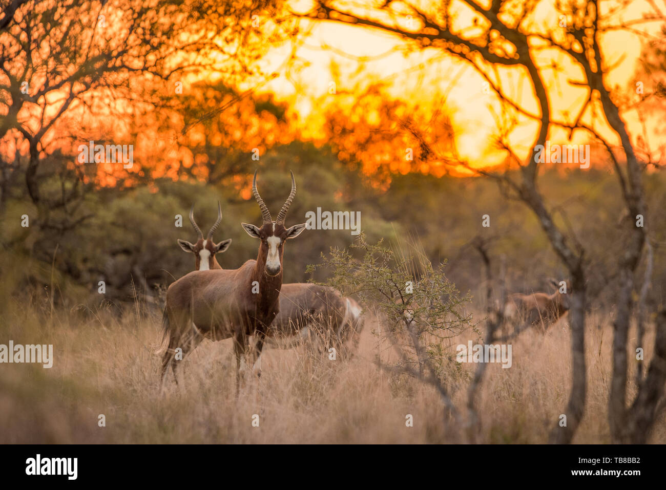 Un blesbok (Damaliscus pygargus phillipsi) in piedi in erba, guardando la telecamera al tramonto, con il resto della mandria in background. Dikholo Foto Stock