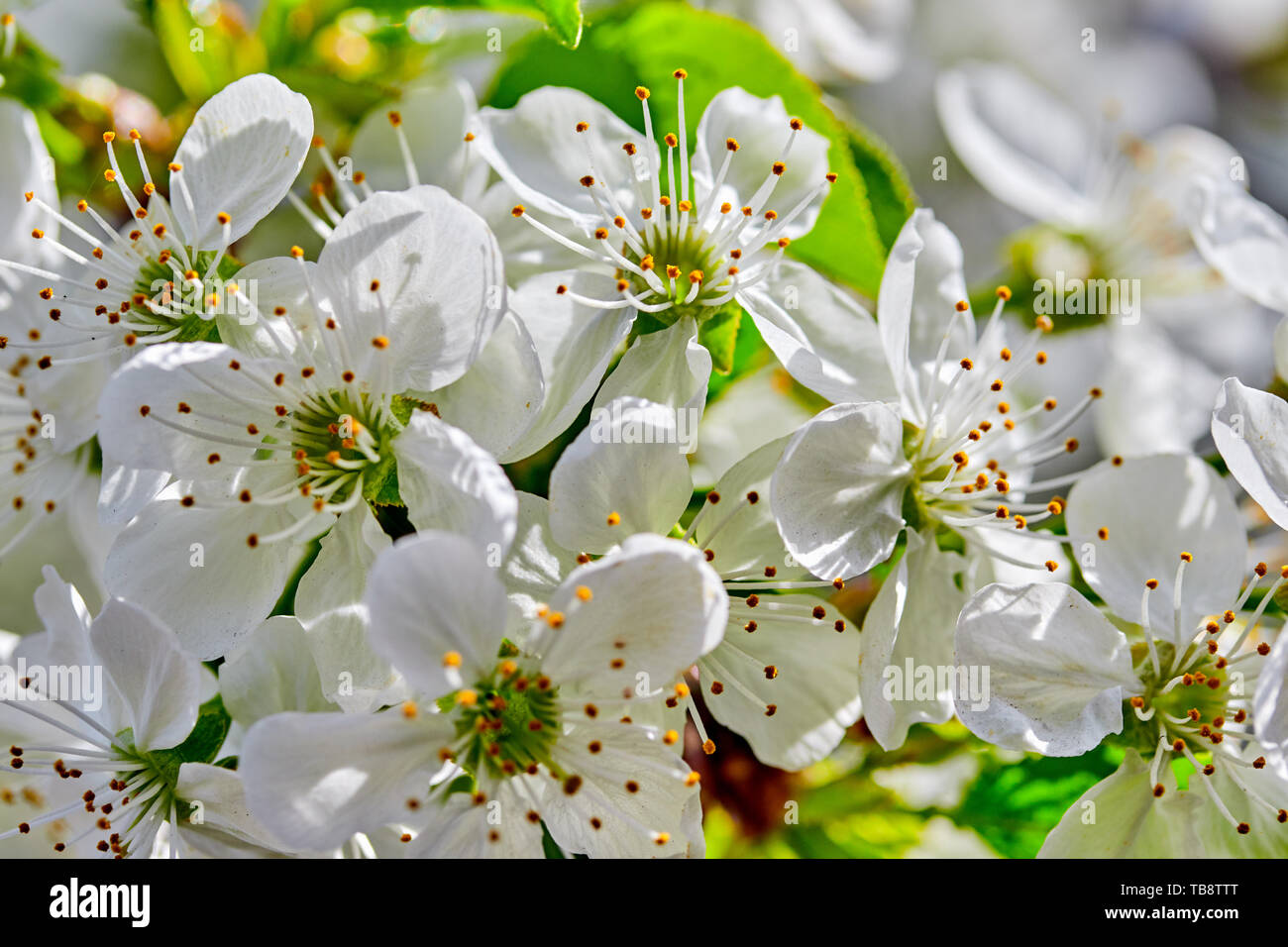 Bianco ramo di fioritura dei ciliegi in Primavera nel giardino di close-up Foto Stock