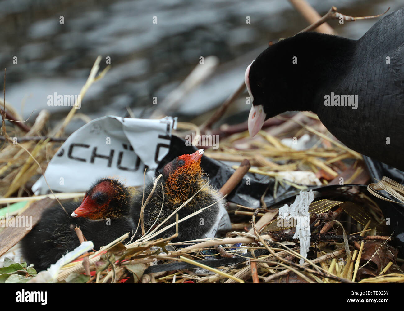 Un adulto Coot accanto a una coppia di folaga pulcini su un nido in Isle of Dogs, Londra. Foto Stock