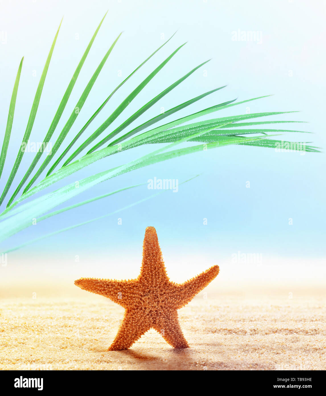 Estate spiaggia sfondo. La sabbia, di foglie di palma, stelle marine, il mare e il cielo. Concetto di estate Foto Stock