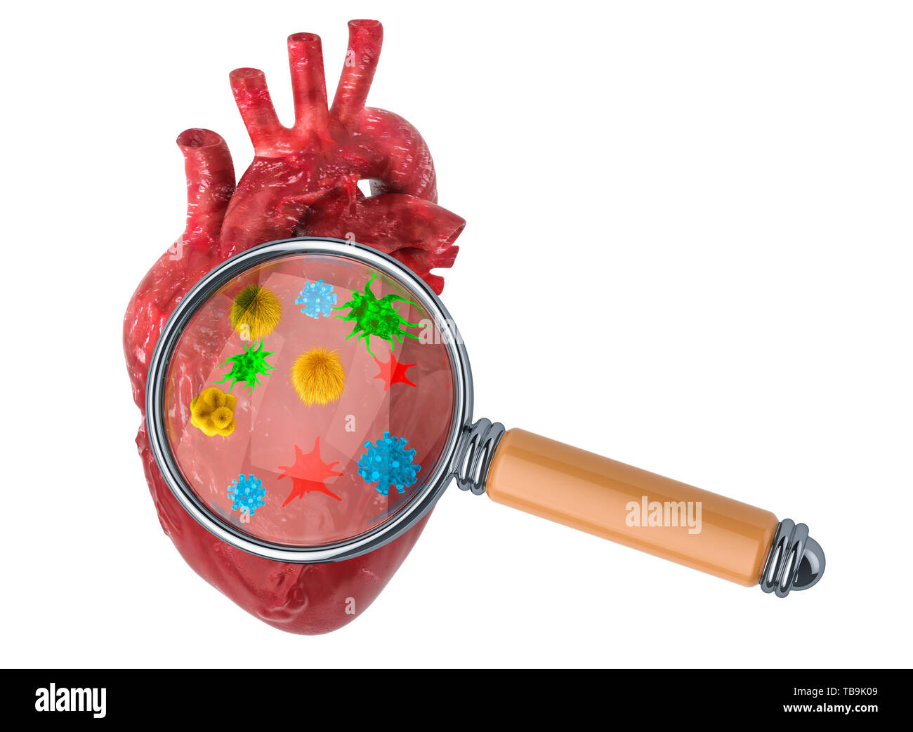 La ricerca e la diagnosi di malattie di cuore concetto. Il cuore umano con virus e batteri sotto la lente di ingrandimento, 3D rendering isolato su bianco backgr Foto Stock