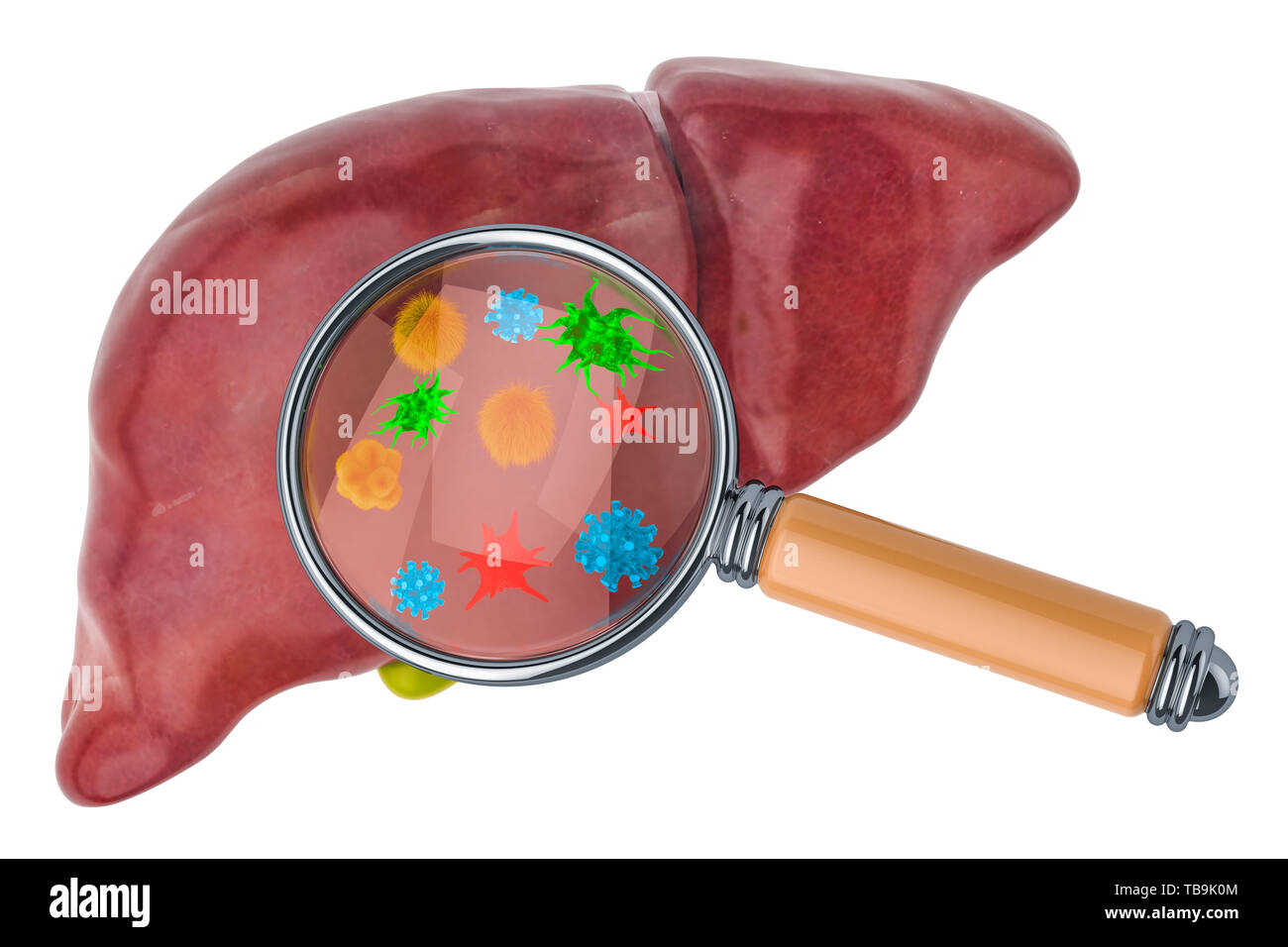 La ricerca e la diagnosi di malattie del fegato concetto. Il fegato umano con virus e batteri sotto la lente di ingrandimento, 3D rendering isolato su bianco backgr Foto Stock