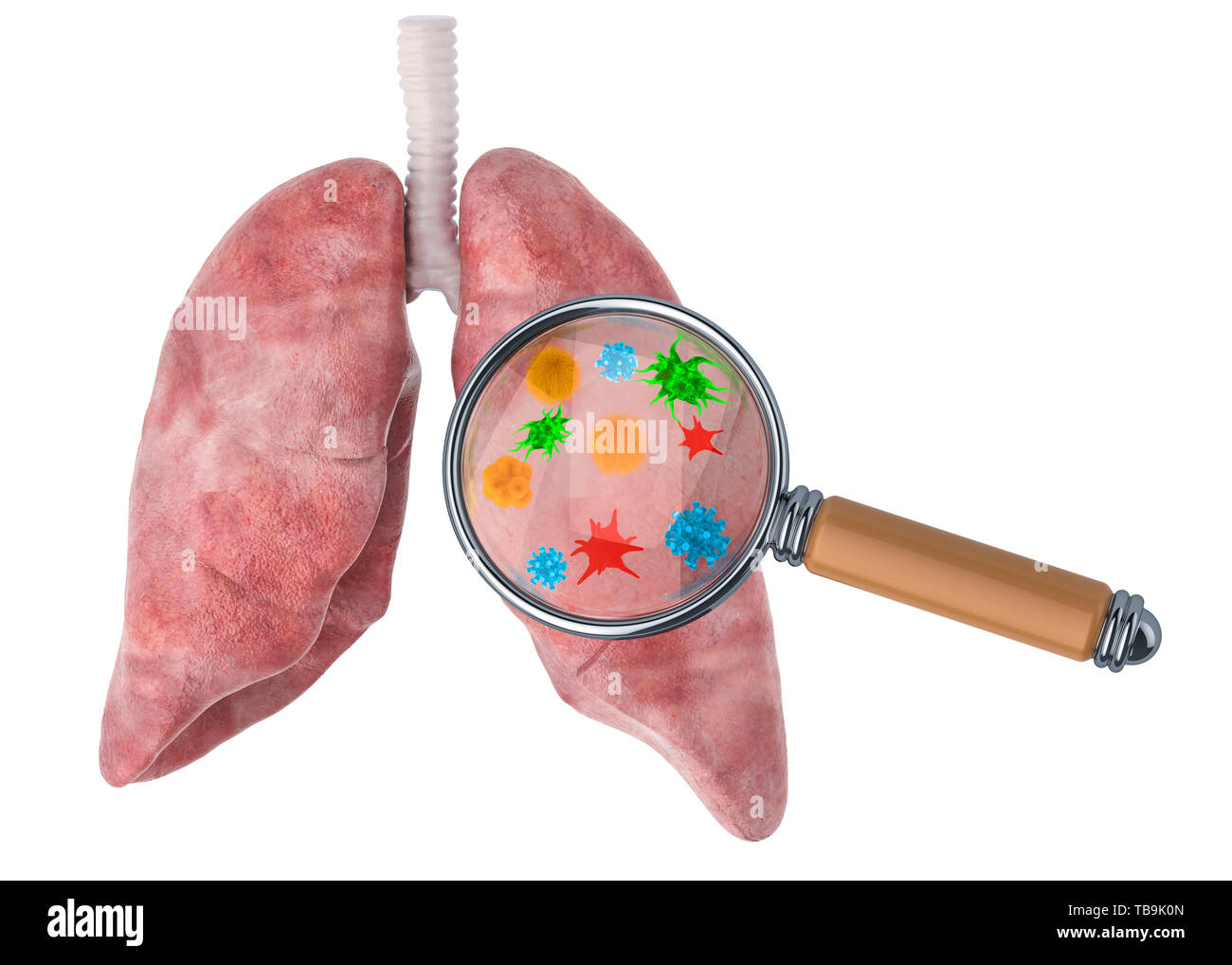 La ricerca e la diagnosi delle malattie dei polmoni concetto. Polmoni umani con virus e batteri sotto la lente di ingrandimento, 3D rendering isolato su bianco backgr Foto Stock La ricerca e la diagnosi delle malattie dei polmoni concetto. Polmoni umani con virus e batteri sotto la lente di ingrandimento, 3D rendering isolato su bianco backgr Foto Stock