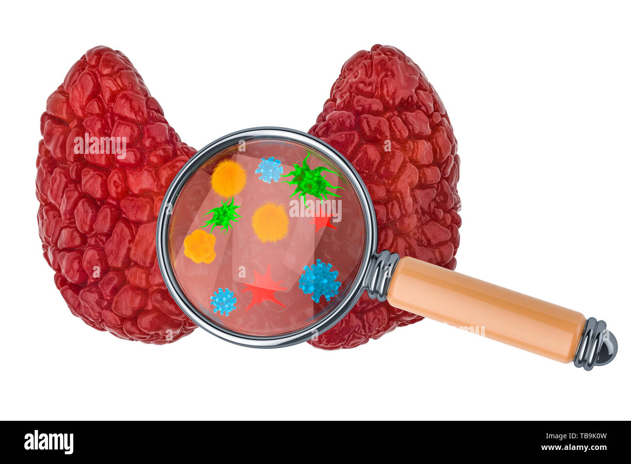 La ricerca e la diagnosi di malattie della tiroide concetto. La ghiandola tiroidea con virus e batteri sotto la lente di ingrandimento, 3D rendering isolato su bianco ba Foto Stock