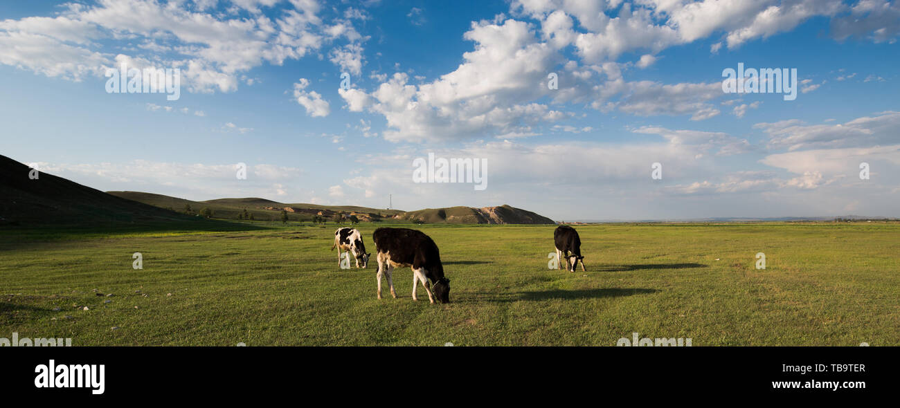 Prairie bovini Foto Stock