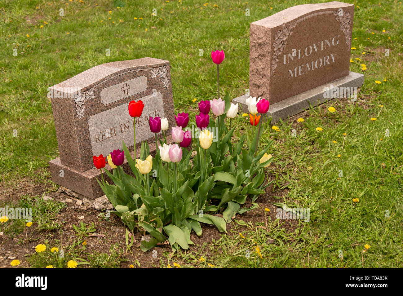 Lapidi in un cimitero con molti i tulipani Foto Stock