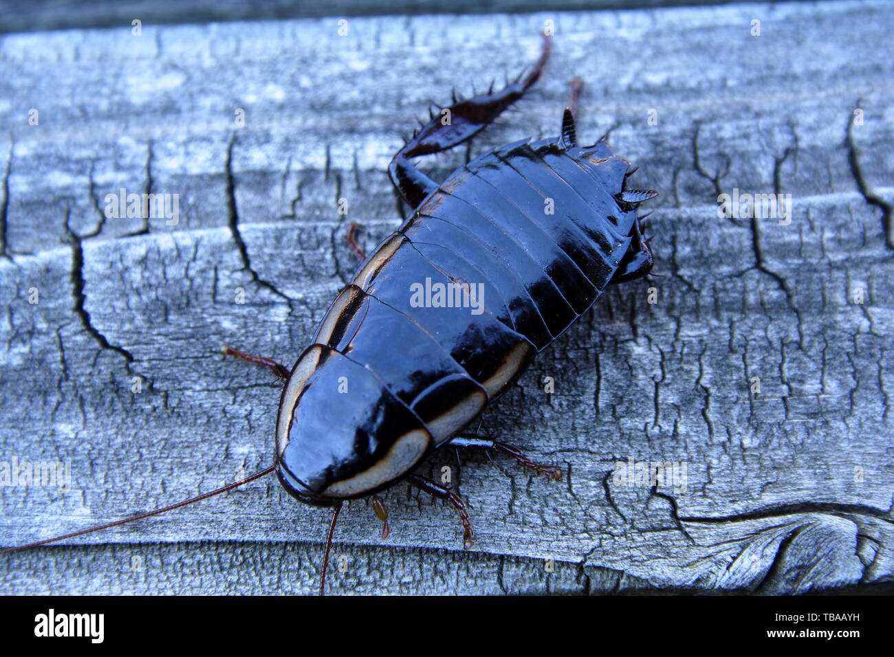 Comune Australian Shining Cockroach - Drymaplaneta communis Foto Stock