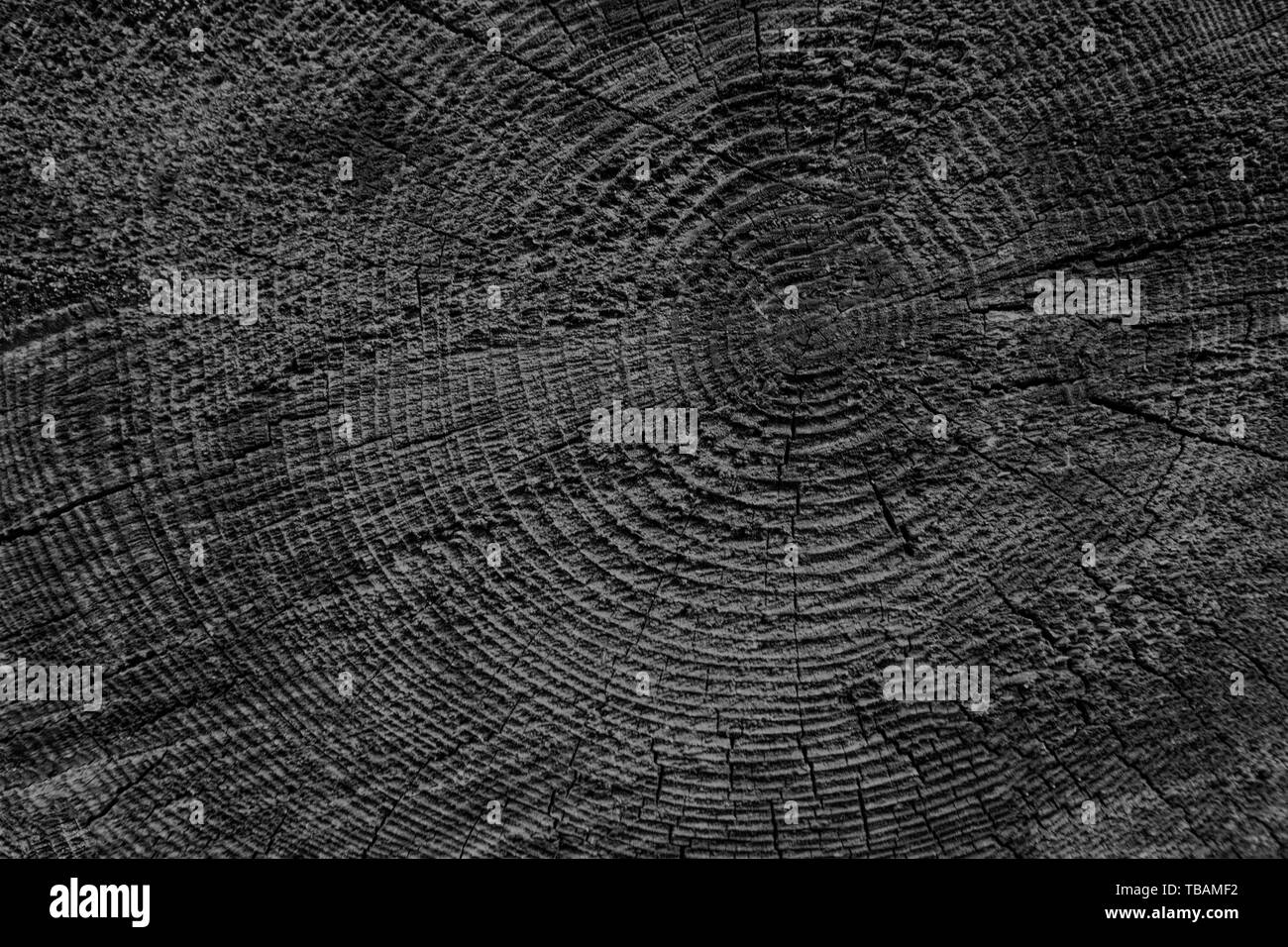 Legno texture di sfondo il taglio del tronco di albero Foto Stock