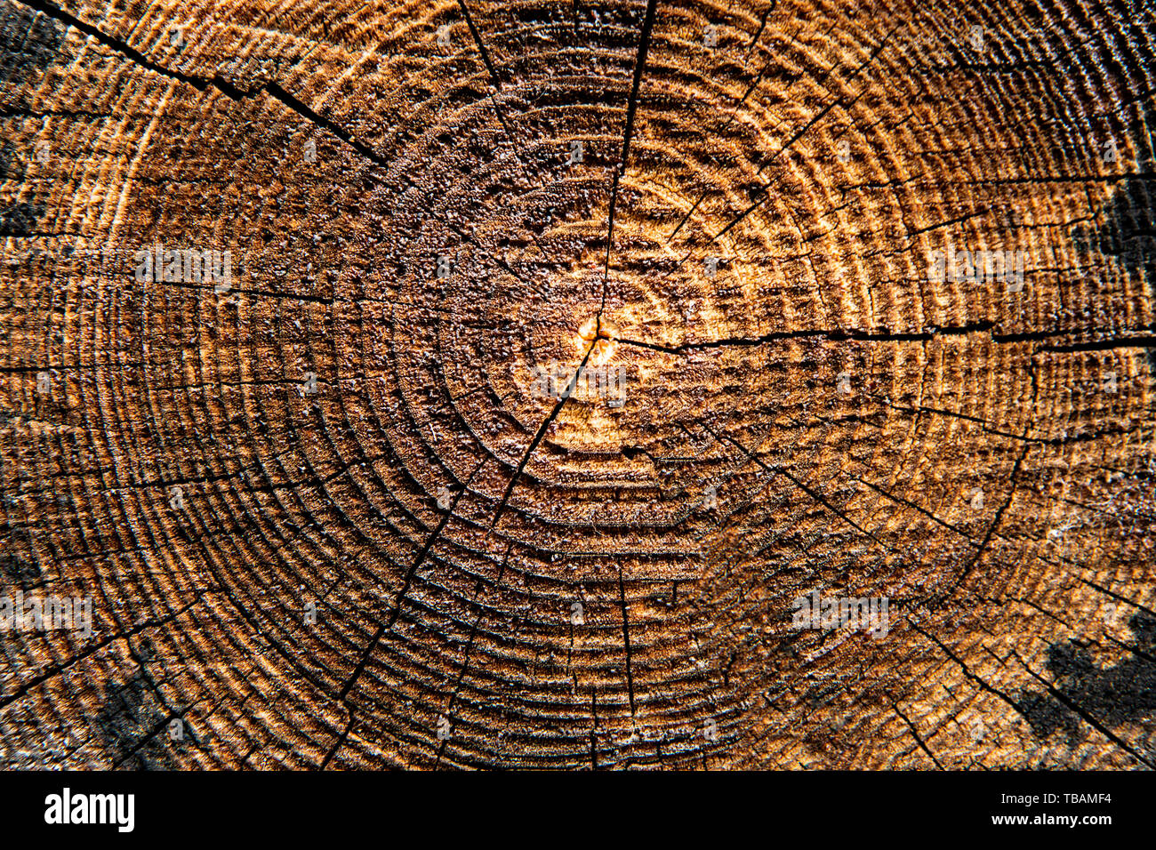 Legno texture di sfondo il taglio del tronco di albero Foto Stock