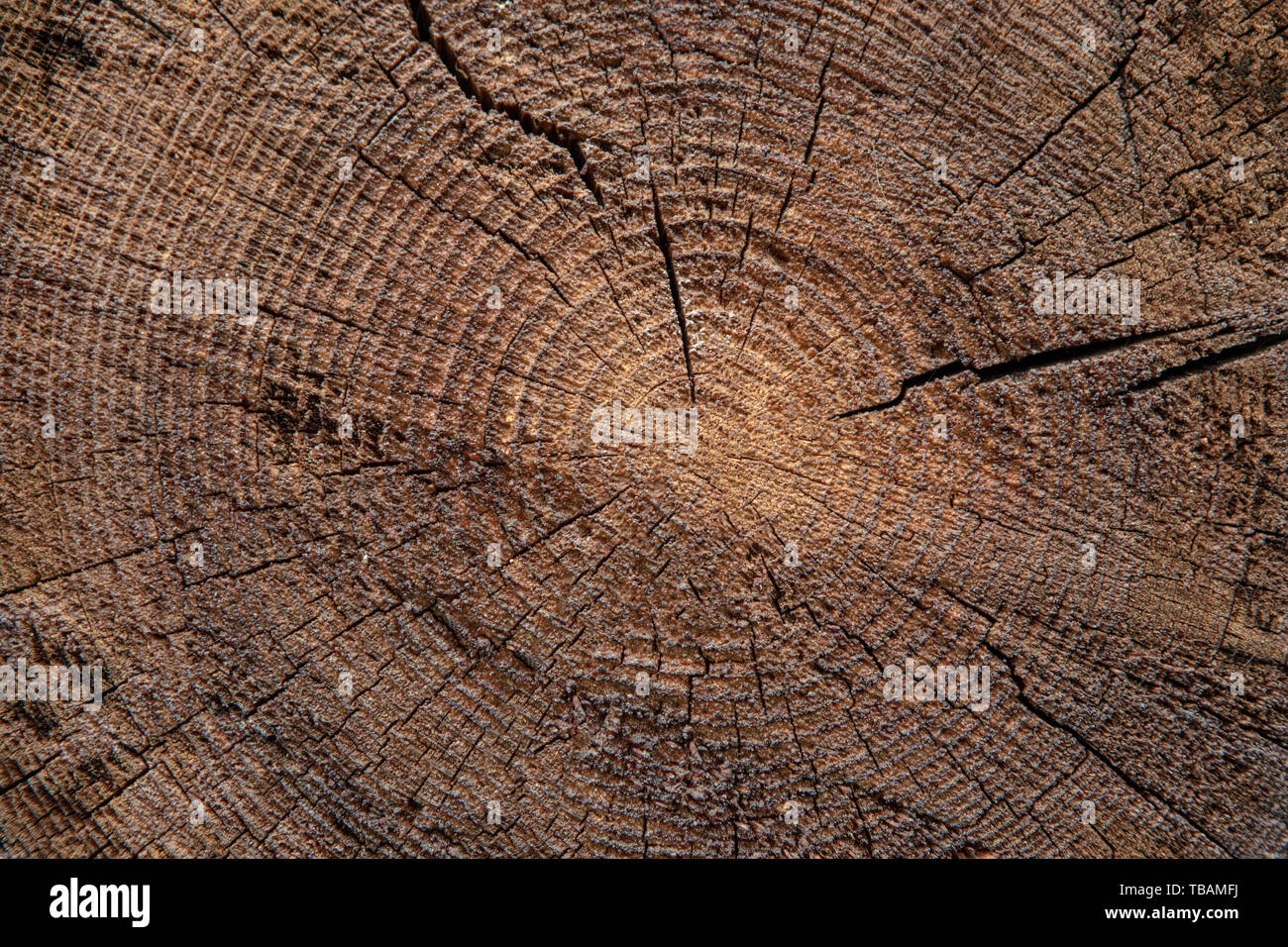 Legno texture di sfondo il taglio del tronco di albero Foto Stock