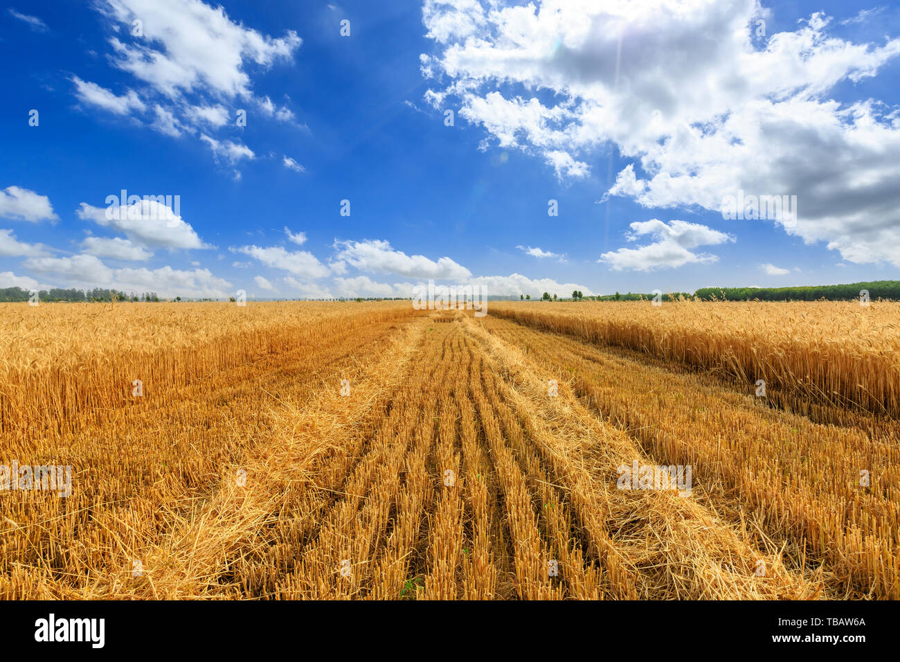 Giallo campo di grano e cielo blu Foto Stock