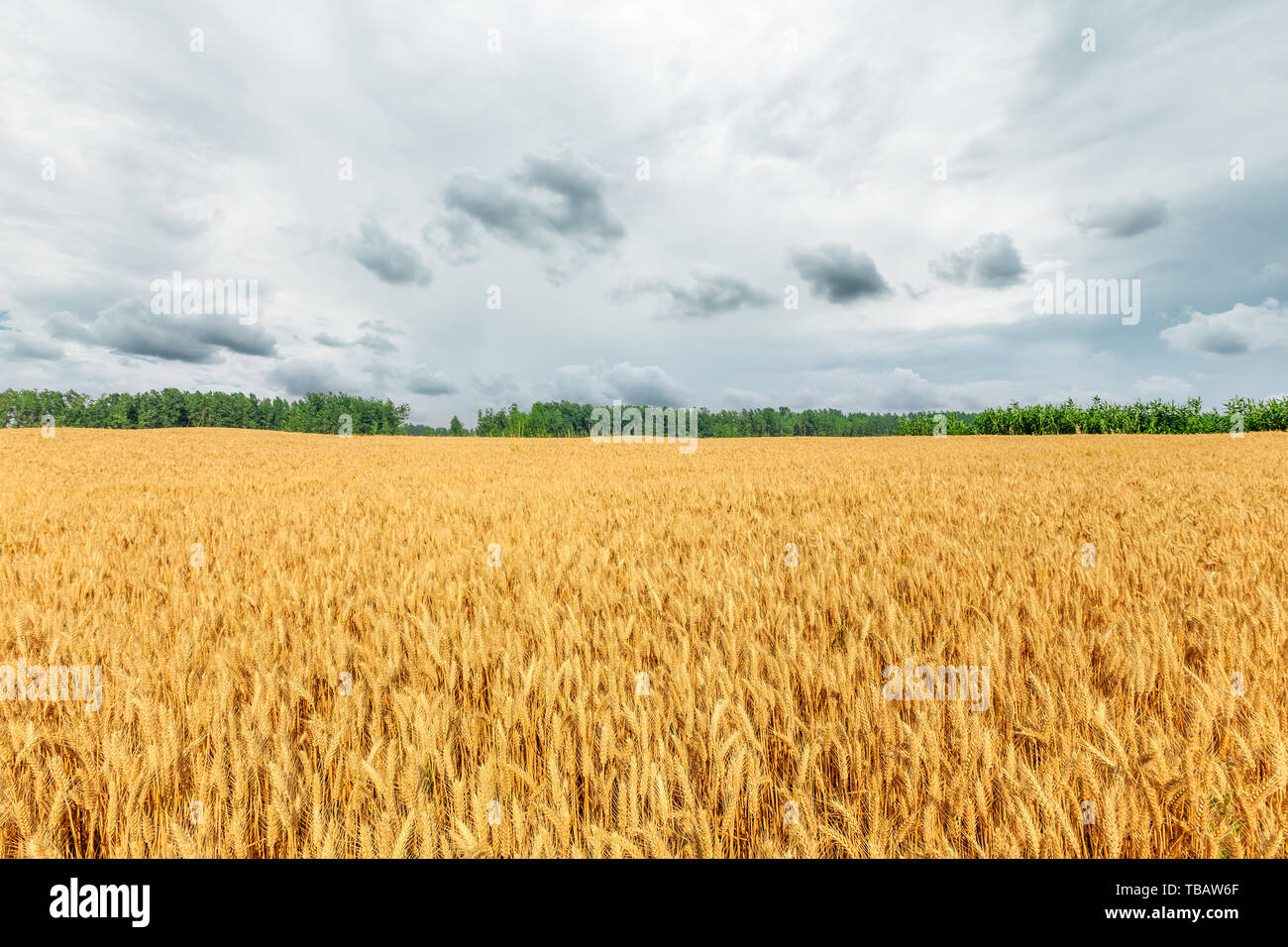 Giallo campo di grano e cielo blu Foto Stock