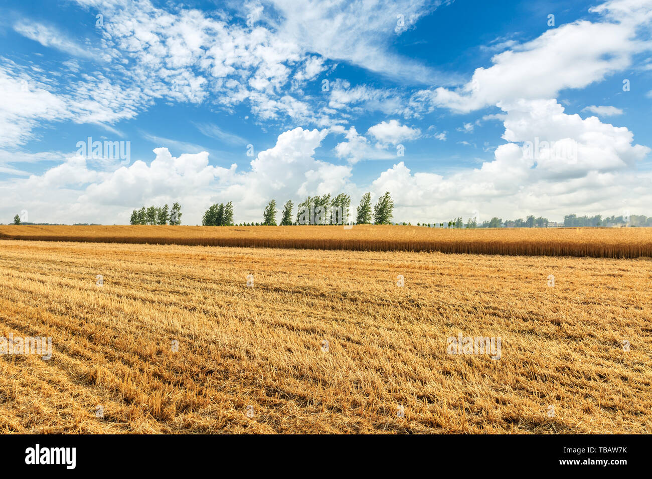 Giallo campo di grano e cielo blu Foto Stock