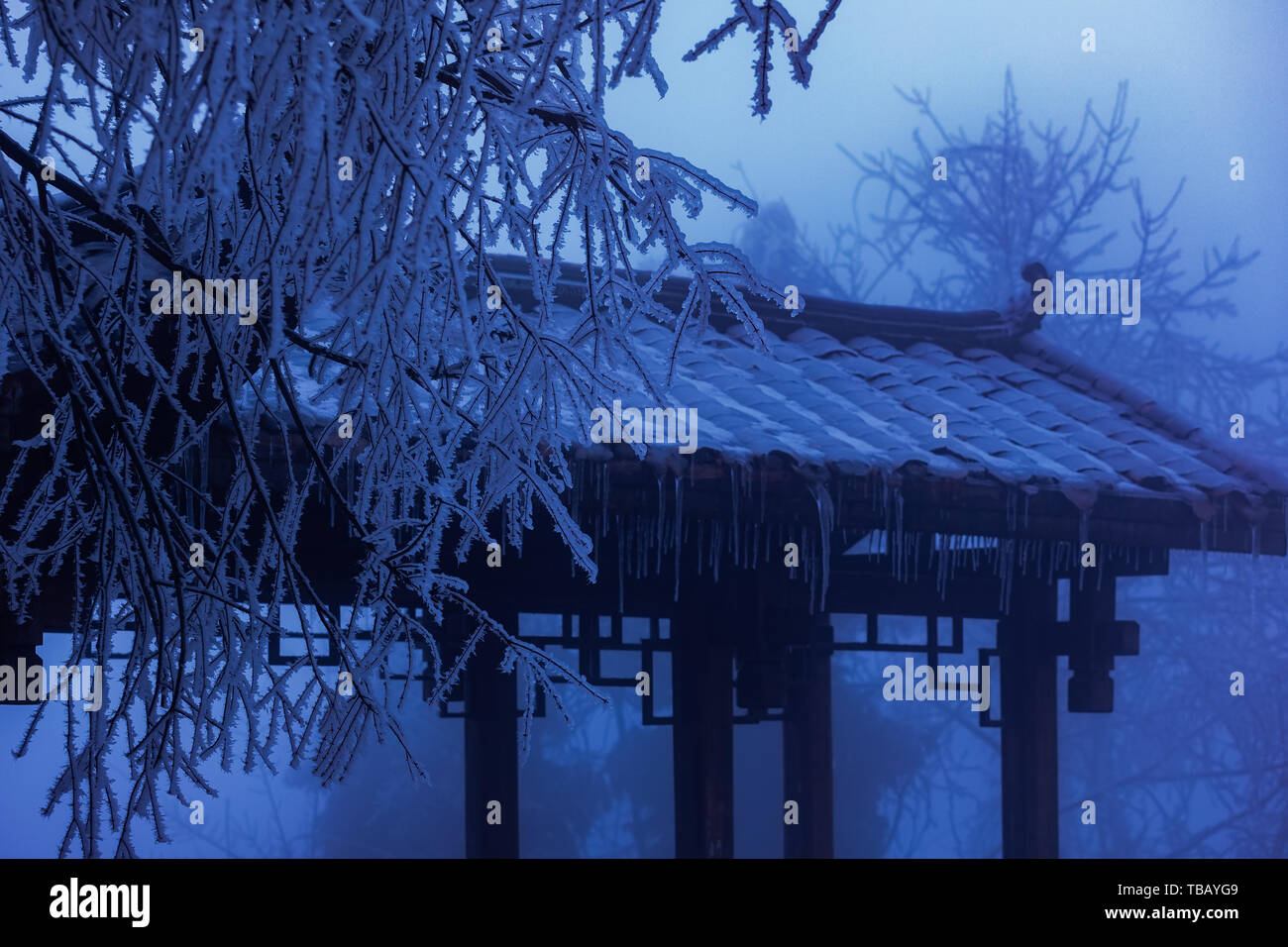 Subito dopo la festa di primavera nel 2019, una persona che è andato a Zhangjiajie. Appena dopo la neve era gelata pioggia, l'erba e alberi in tutta la montagna sono state congelate, l'erba su alberi erano pendenti di ghiaccio, molto bella, accoppiato con la nebbia e il ghiaccio sulla strada era molto scivolosa, poteva solo a piedi in scarpe chiodo, ho preso un sacco di foto di materiale congelato dopo la neve che possono essere utilizzati in un sacco di soggetti o illustrazioni. Foto Stock