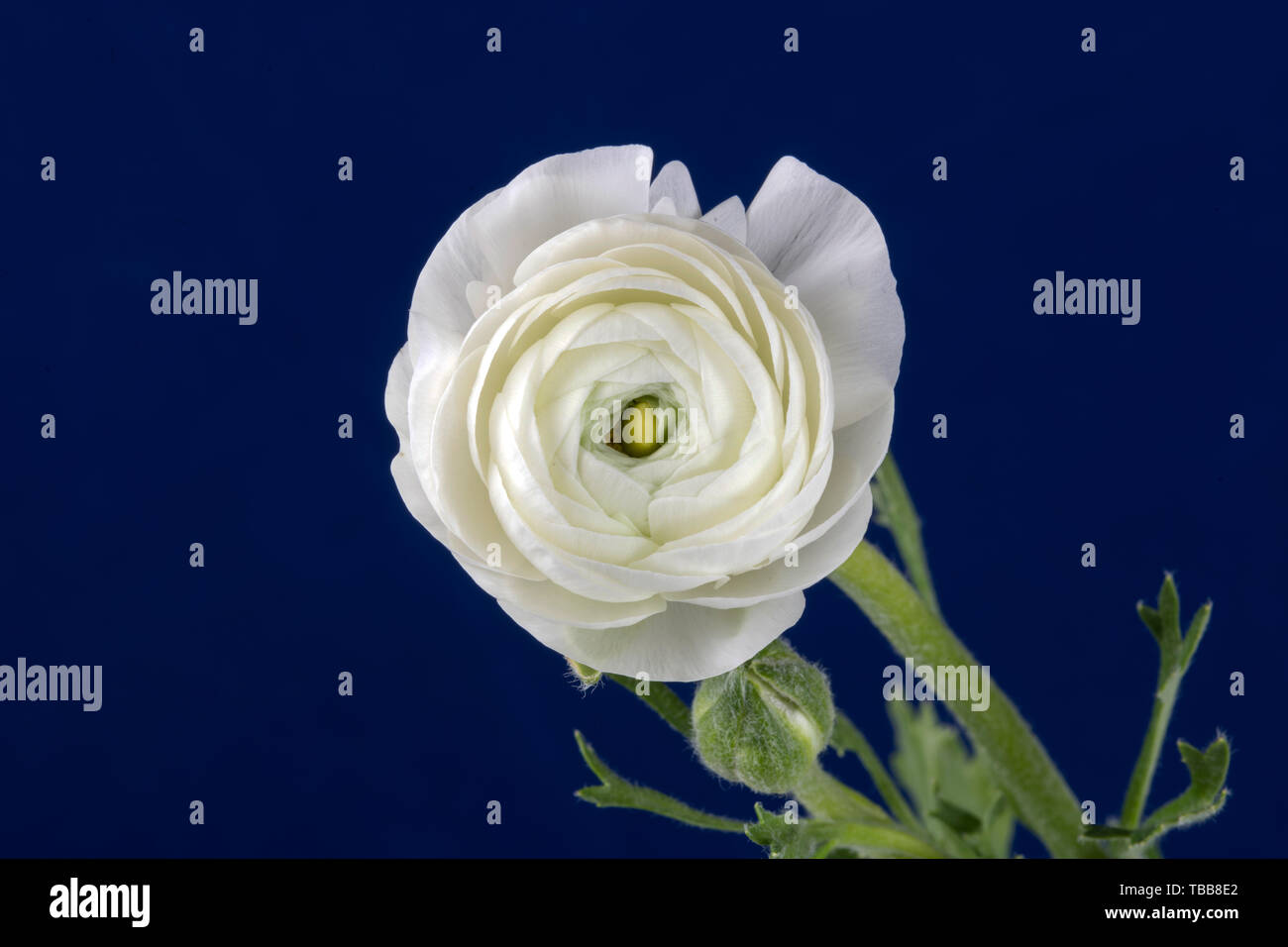 Ranuncolo fiore Foto Stock