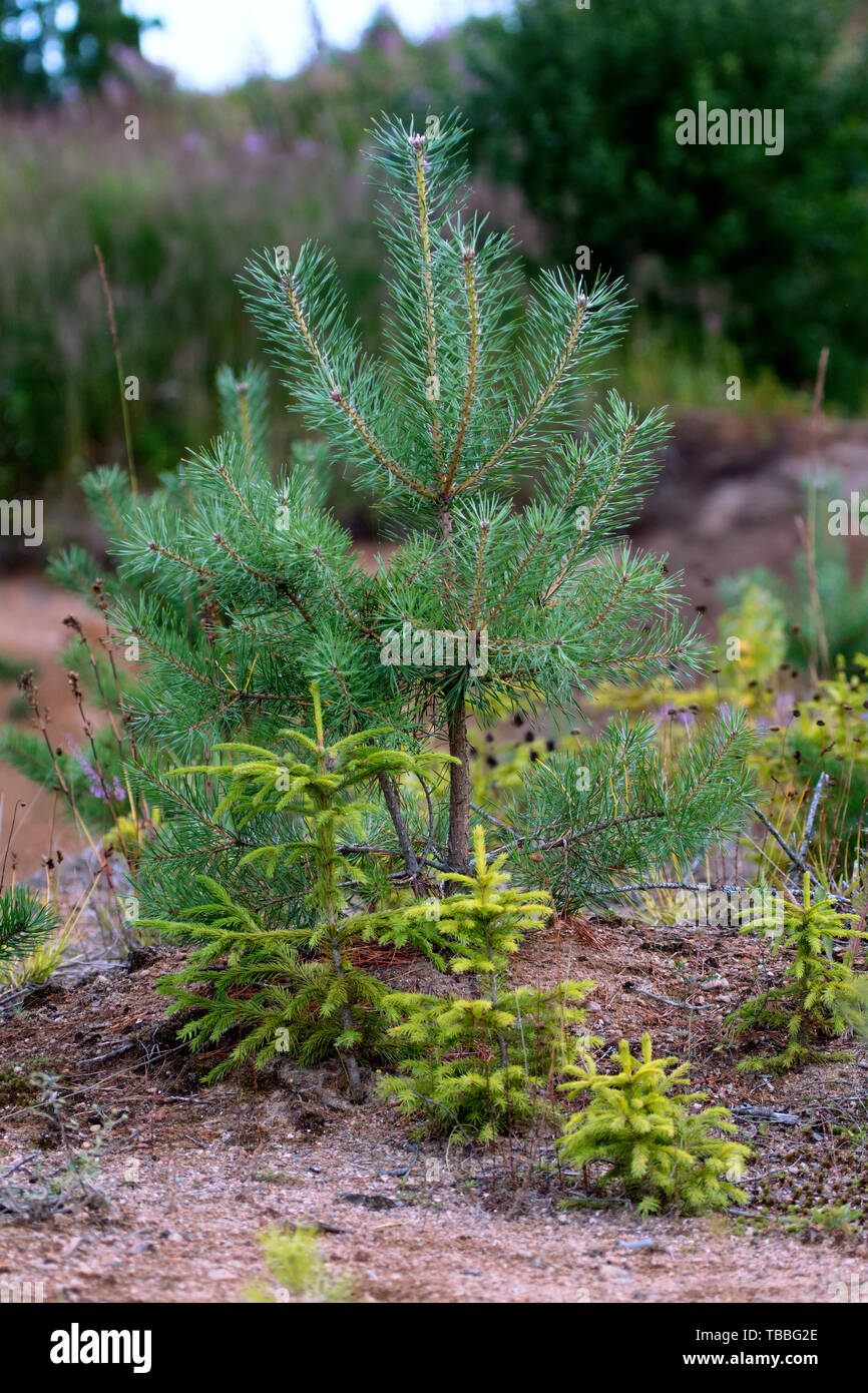 Il rimboschimento. Giovani abeti piantati (la ricrescita) su appezzamento di terreno sabbioso, abete rosso di sottobosco. Piccoli alberi in estate Foto Stock