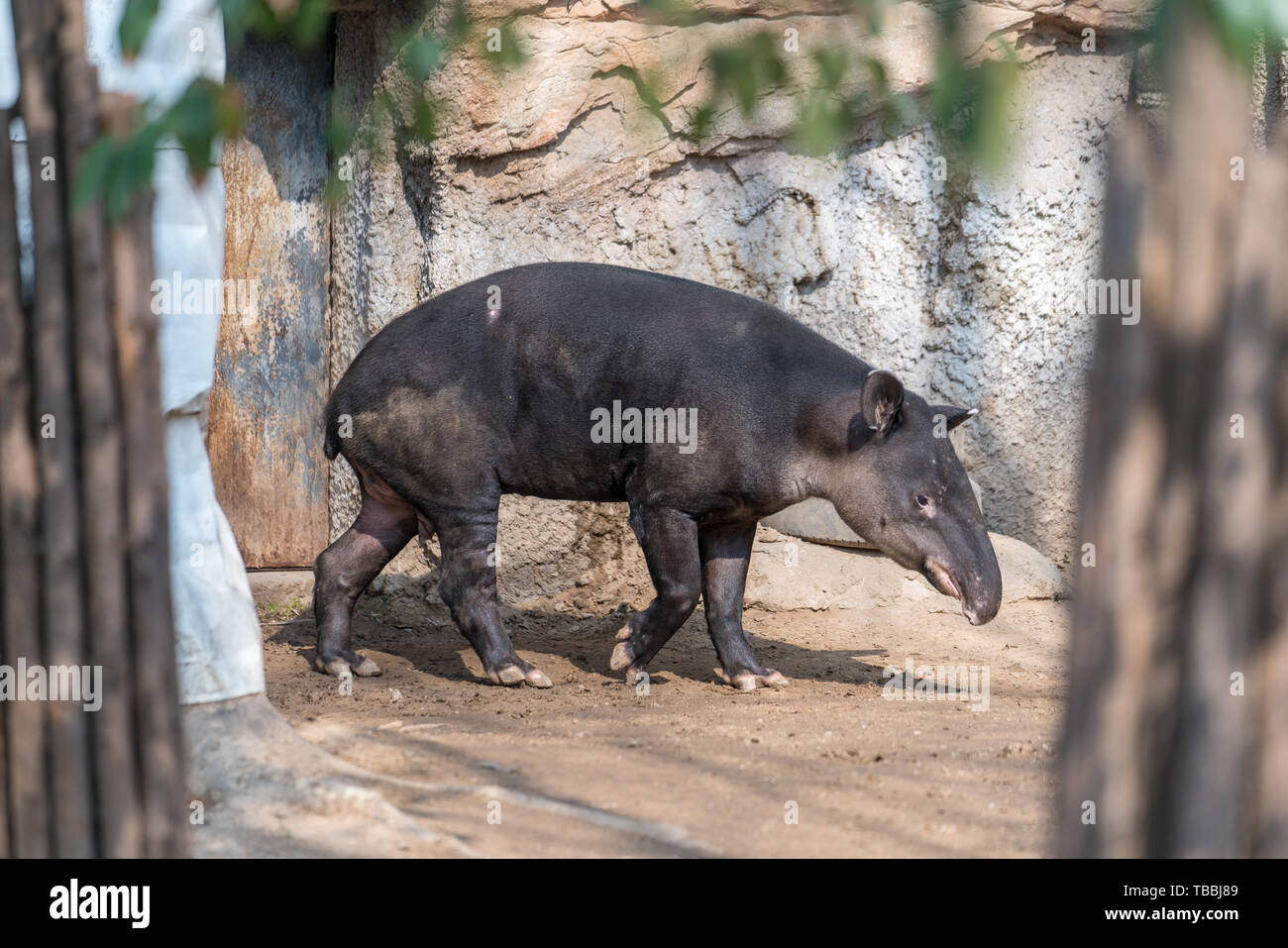 Vi è un allevamento di anatre selvatiche in appoggio sulla spiaggia. Foto Stock