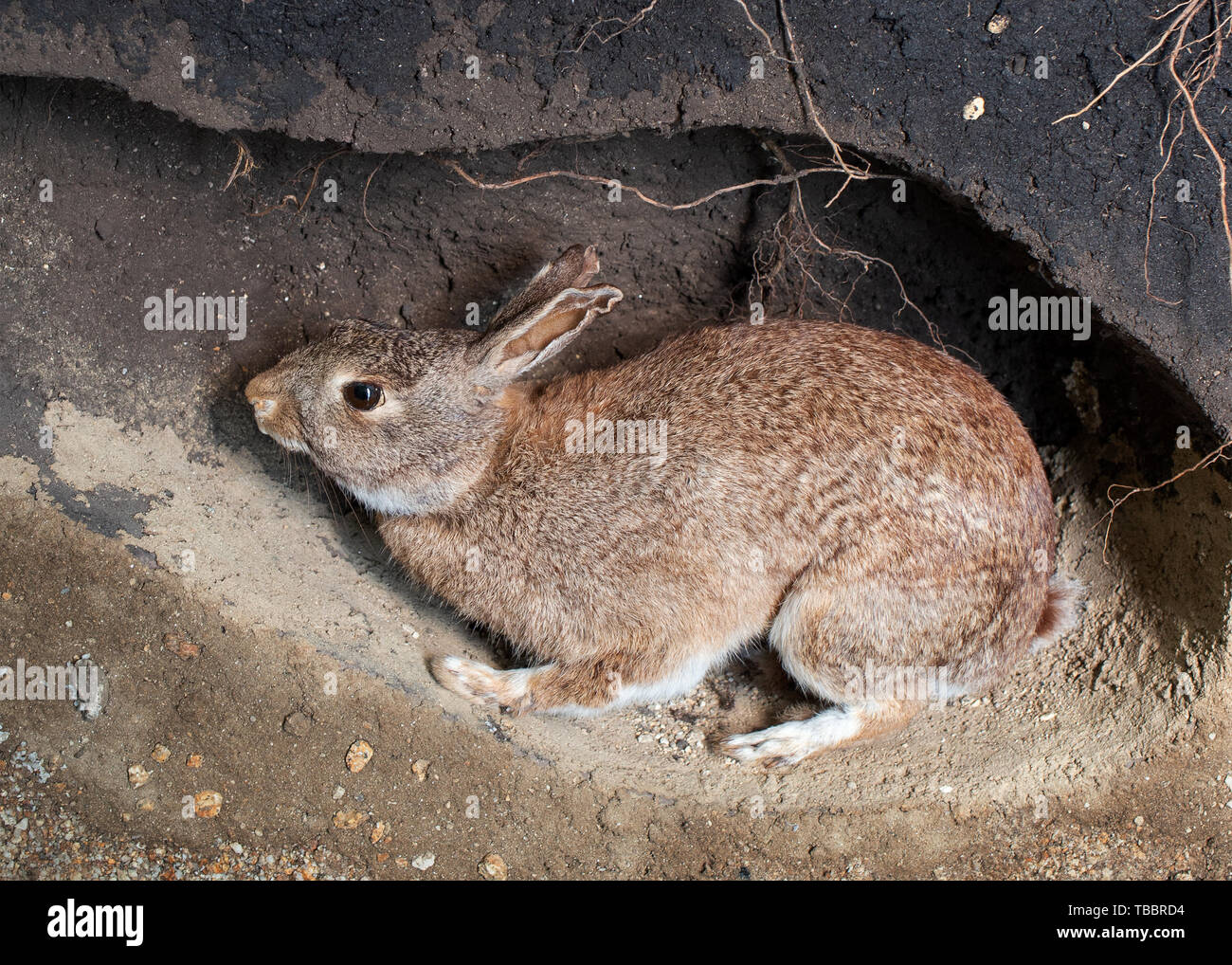 Scena di un coniglio selvatico in un nido. Oryctolagus cuniculus Foto Stock