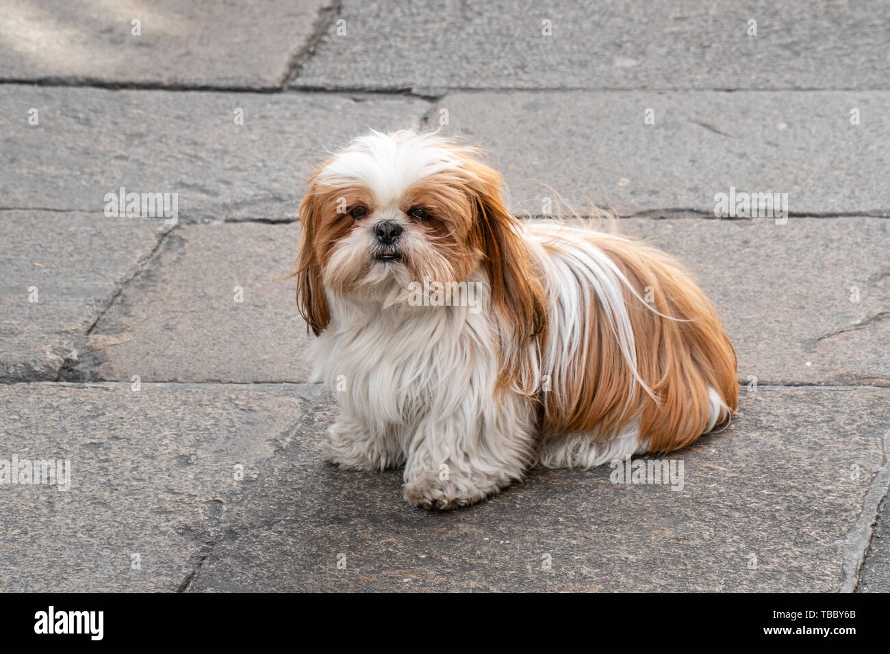 Udienza Shih tzu cane con bianco e marrone capelli sulla pavimentazione in pietra. Foto Stock