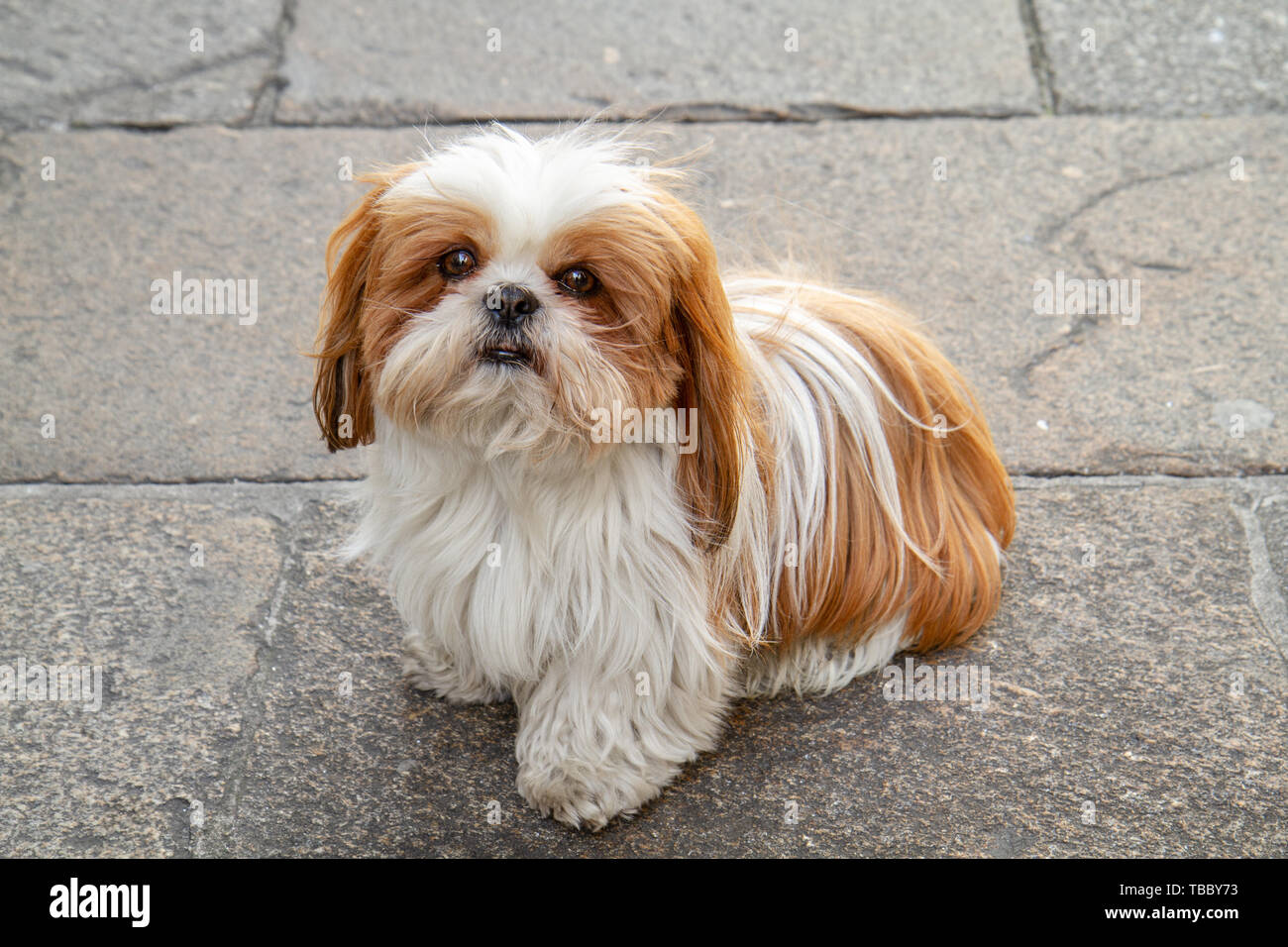 Udienza Shih tzu cane con bianco e marrone capelli sulla pavimentazione in pietra. Foto Stock
