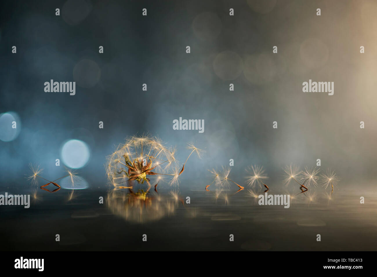 Set di creative foto di dente di leone Foto Stock