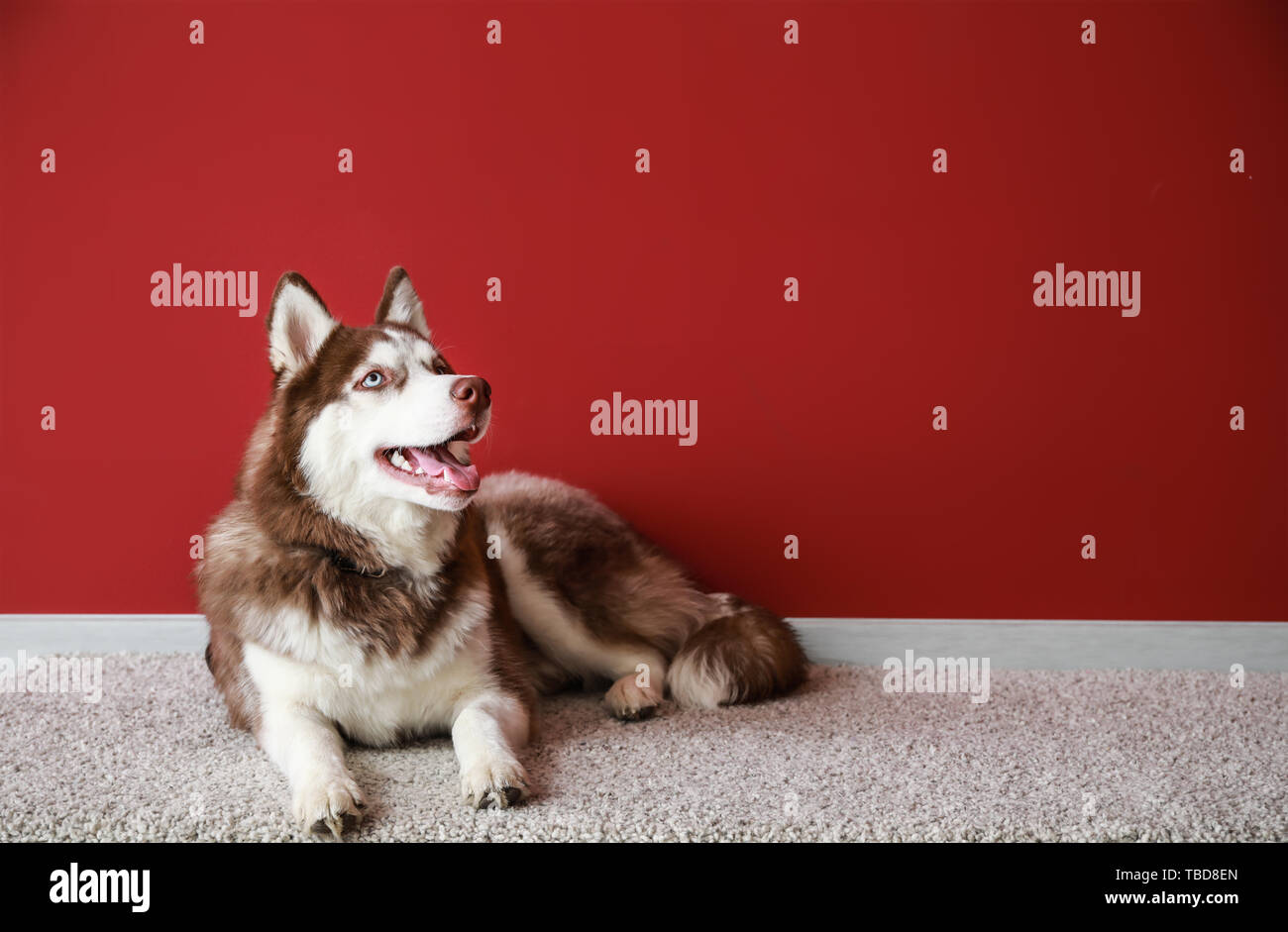 Simpatico cane Husky giacente su un tappeto vicino alla parete del colore Foto Stock