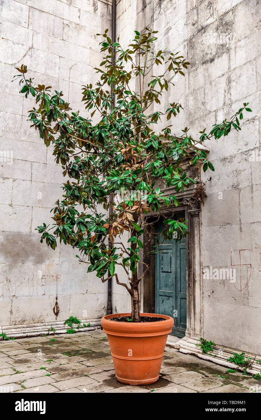 Angolo lastricata di un cortile veneziano con una pianta verde in una pentola di creta Foto Stock