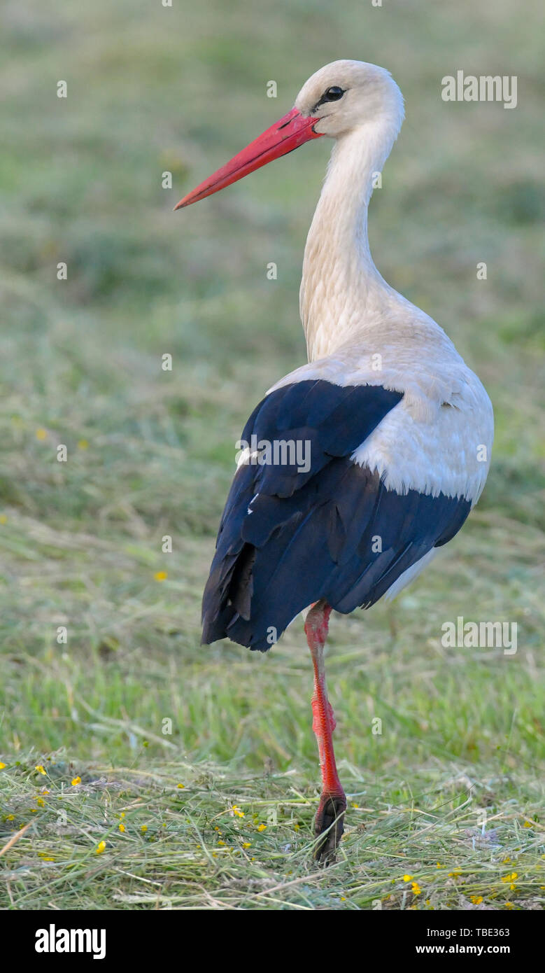 Reitwein, Germania. 31 Maggio, 2019. Una cicogna bianca (Ciconia ciconia) cerca di cibo nelle prime ore del mattino su un prato falciato in Oderbruch. Credito: Patrick Pleul/dpa-Zentralbild/ZB/dpa/Alamy Live News Foto Stock