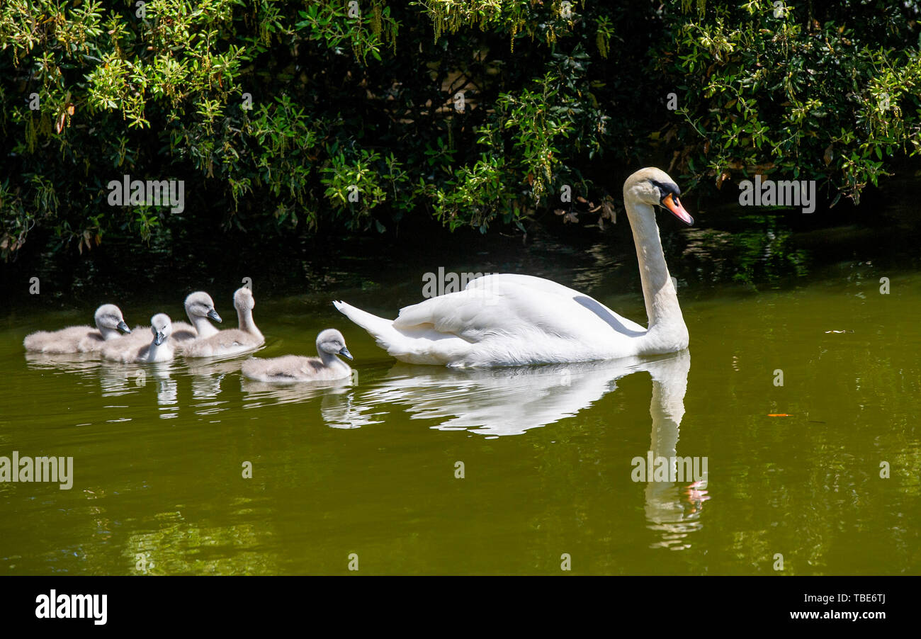 Brighton Regno Unito 1 Giugno 2019 - Un Cigno prende il loro cygnets per un giorno di Queens Park stagno in Brighton come essi godere il caldo sole con temperature meteo per raggiungere 28 gradi in alcune parti del Sud Est oggi . Credito : Simon Dack /Alamy Live News Foto Stock