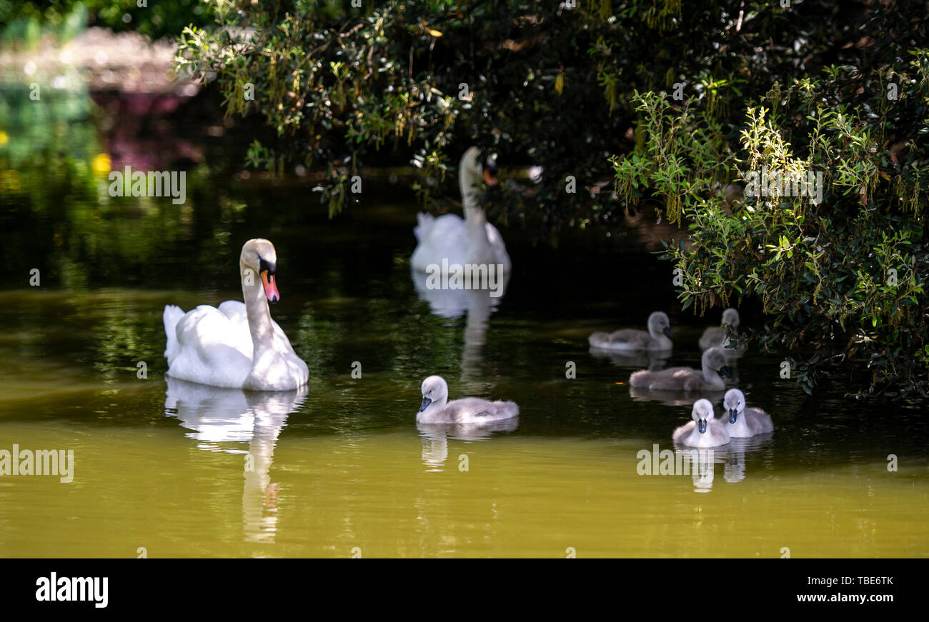 Brighton Regno Unito 1 Giugno 2019 - Un Cigno prende il loro cygnets per un giorno di Queens Park stagno in Brighton come essi godere il caldo sole con temperature meteo per raggiungere 28 gradi in alcune parti del Sud Est oggi . Credito : Simon Dack /Alamy Live News Foto Stock
