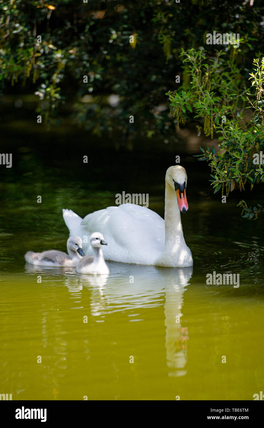 Brighton Regno Unito 1 Giugno 2019 - Un Cigno prende il loro cygnets per un giorno di Queens Park stagno in Brighton come essi godere il caldo sole con temperature meteo per raggiungere 28 gradi in alcune parti del Sud Est oggi . Credito : Simon Dack /Alamy Live News Foto Stock