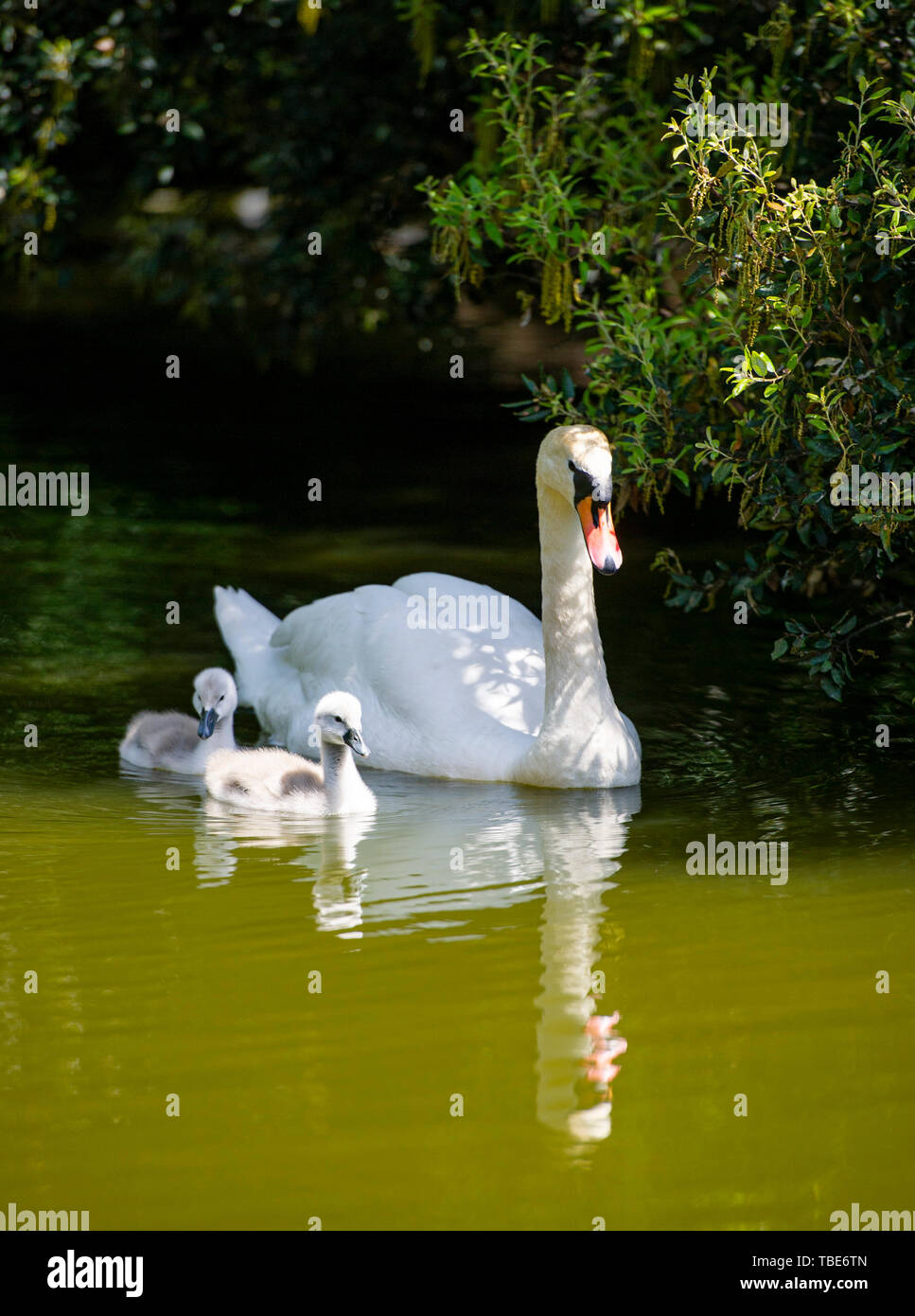 Brighton Regno Unito 1 Giugno 2019 - Un Cigno prende il loro cygnets per un giorno di Queens Park stagno in Brighton come essi godere il caldo sole con temperature meteo per raggiungere 28 gradi in alcune parti del Sud Est oggi . Credito : Simon Dack /Alamy Live News Foto Stock