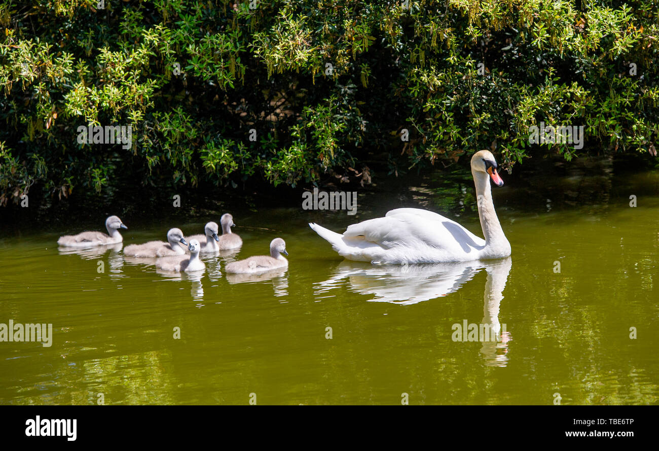 Brighton Regno Unito 1 Giugno 2019 - Un Cigno prende il loro cygnets per un giorno di Queens Park stagno in Brighton come essi godere il caldo sole con temperature meteo per raggiungere 28 gradi in alcune parti del Sud Est oggi . Credito : Simon Dack /Alamy Live News Foto Stock