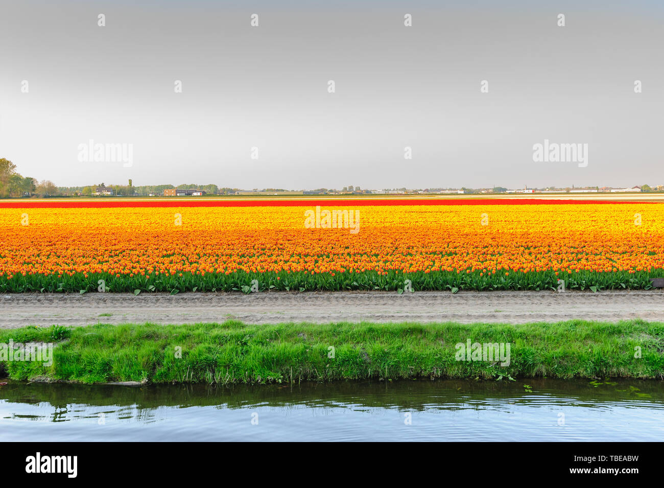 Campi di Tulipani vista con acqua in Paesi Bassi Foto Stock