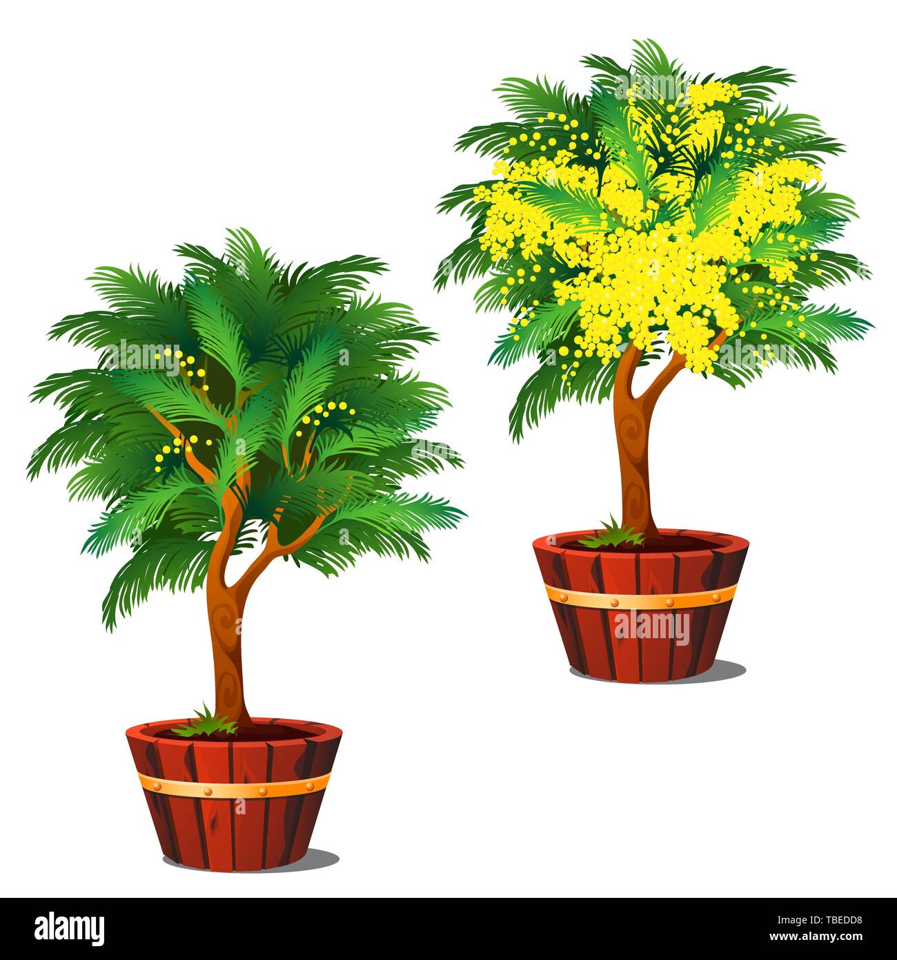 Fasi di crescita e di fioritura di arbusti in vaso mimosa isolato su uno sfondo bianco. Vector cartoon close-up illustrazione. Illustrazione Vettoriale