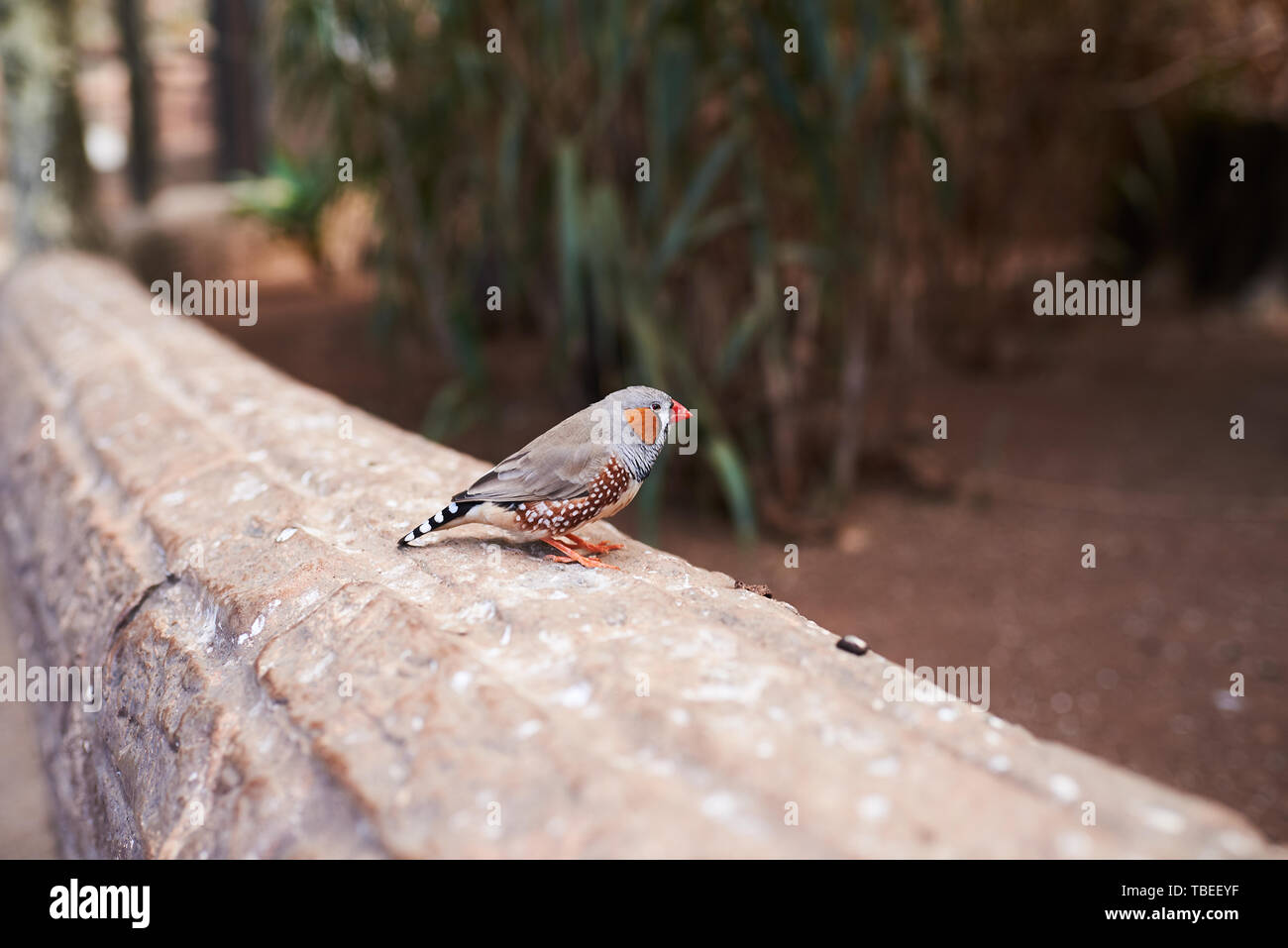 Piccolo uccello (Zebra finch) dal suo lato destro su un ambiente naturale Foto Stock
