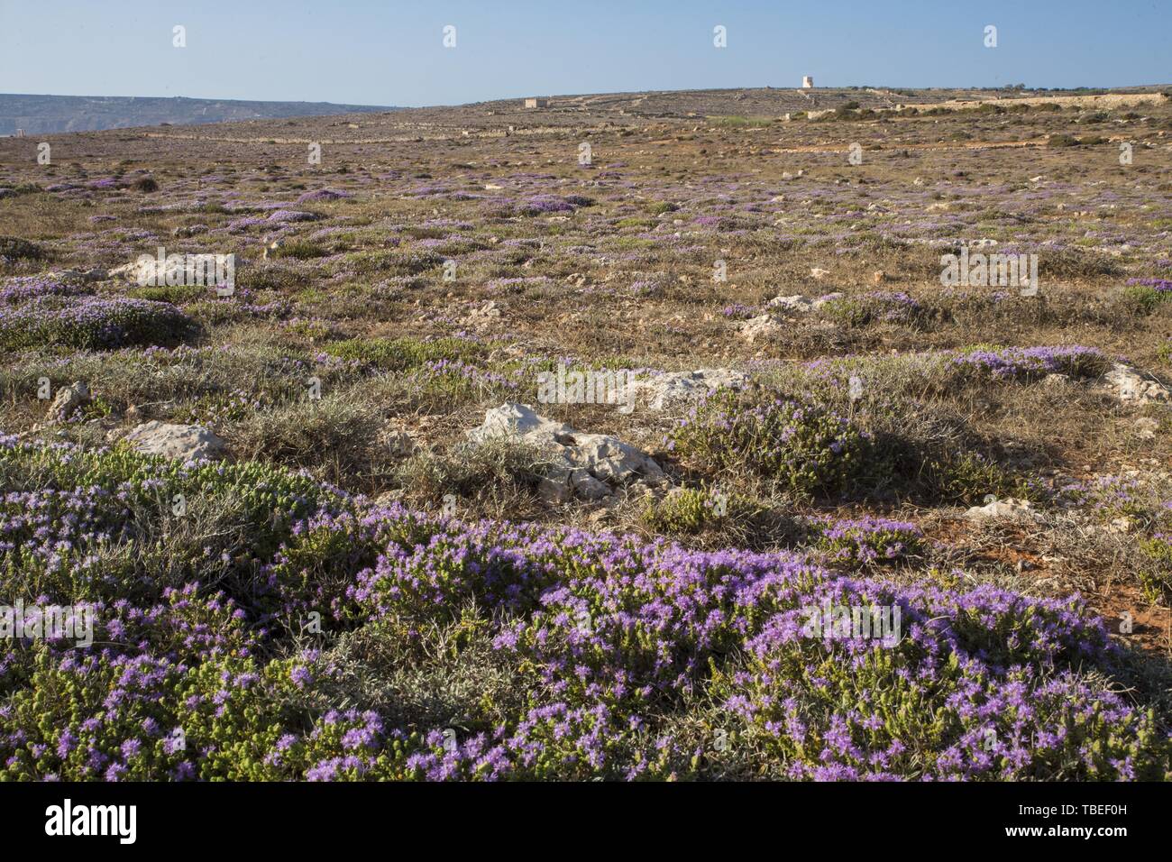 Timo mediterraneo Thymbra capitata Garrigue Foto Stock