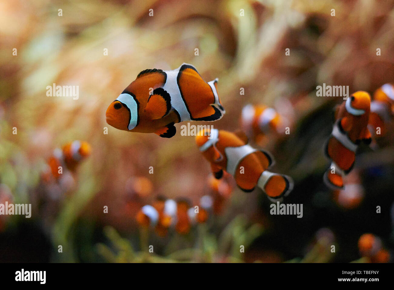 Scuola di pesce pagliaccio nuoto sott'acqua Foto Stock