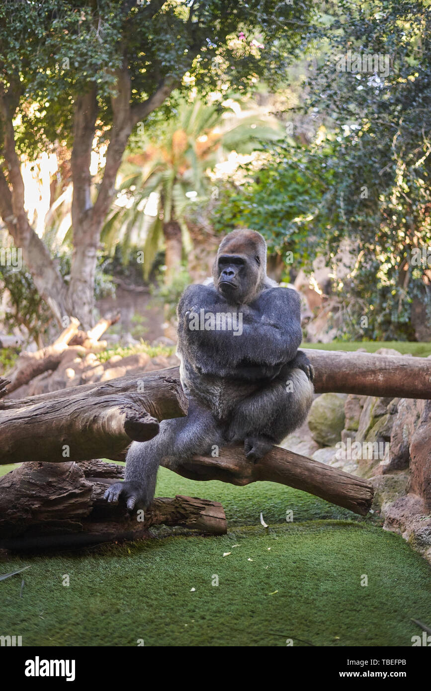Gorilla seduto su un albero caduto Foto Stock