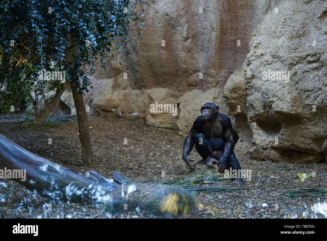 Uno scimpanzé in un ambiente artificiale Foto Stock