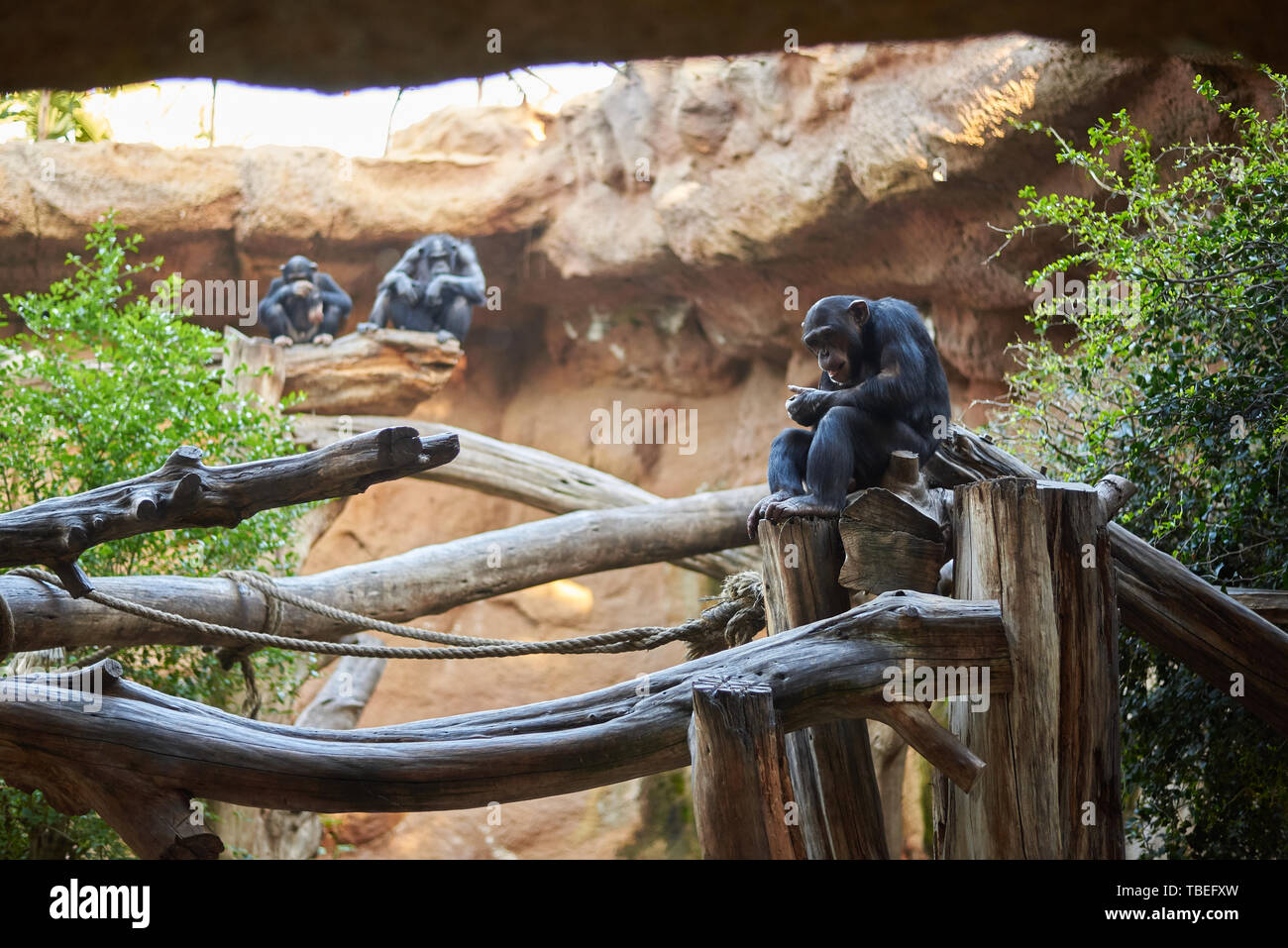 Gli scimpanzé in un ambiente artificiale Foto Stock