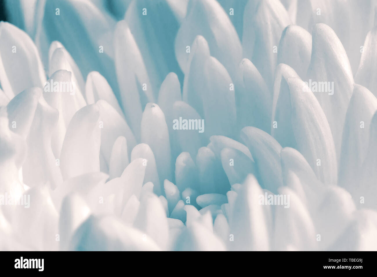 Primo piano presenta il nucleo del fiore e bella petali di crisantemo delicato giallo pallido. Foto Stock