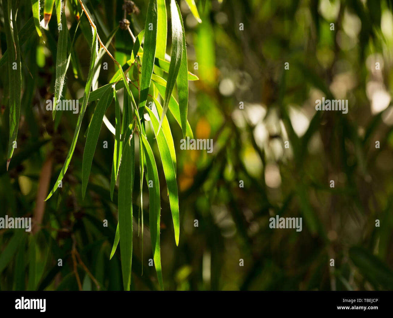 Albero verde rami di agonis flexuosa in giardino nel giorno di primavera, nessuno Foto Stock