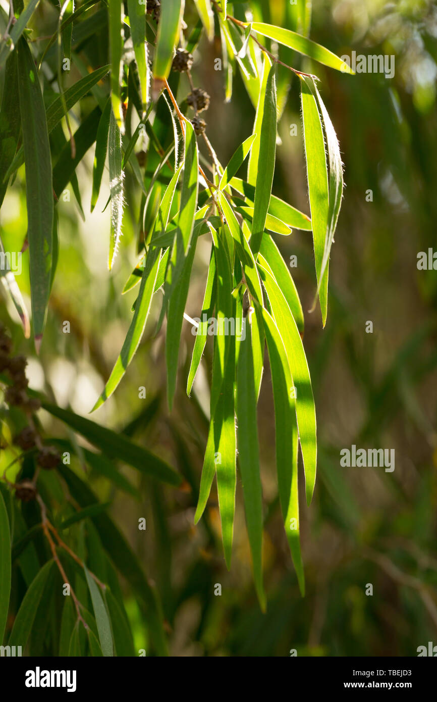 Albero verde rami di agonis flexuosa in giardino nel giorno di primavera, nessuno Foto Stock