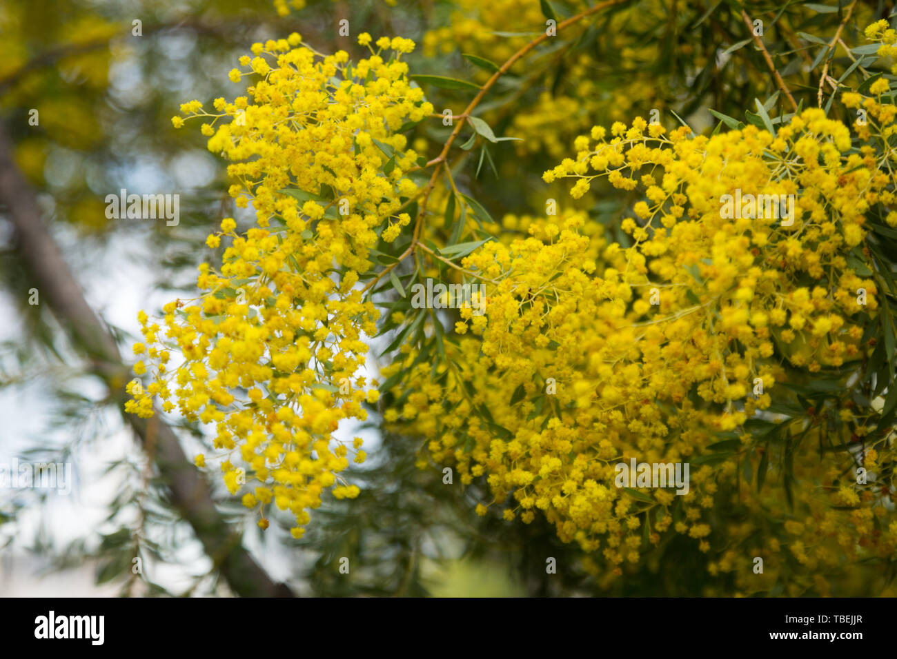 Close-up di australian acacia cultriformis luminose fiori gialli Foto Stock