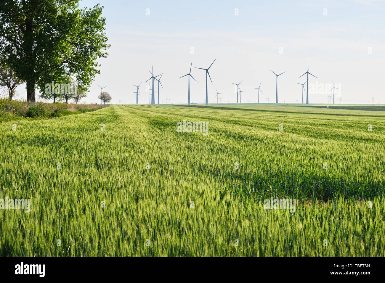 Campo di grano al tramonto con le turbine eoliche in distanza, la luce incandescente sui picchi di frumento, e un albero a sinistra. Copia dello spazio sul fondo. Foto Stock