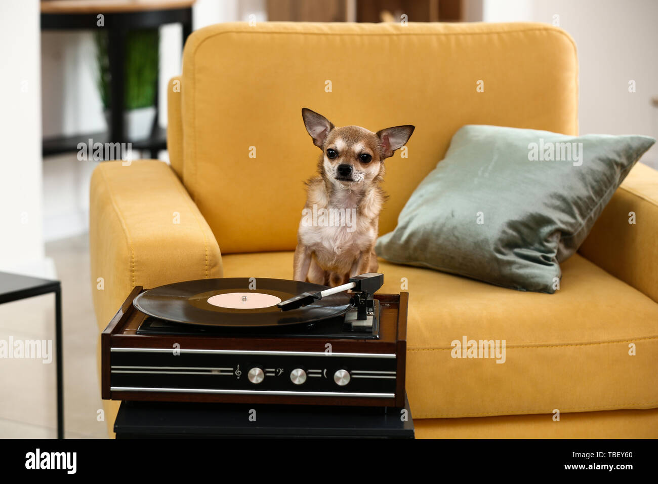 Record giocatore con disco in vinile e cute cane sulla poltrona in camera Foto Stock Record giocatore con disco in vinile e cute cane sulla poltrona in camera Foto Stock