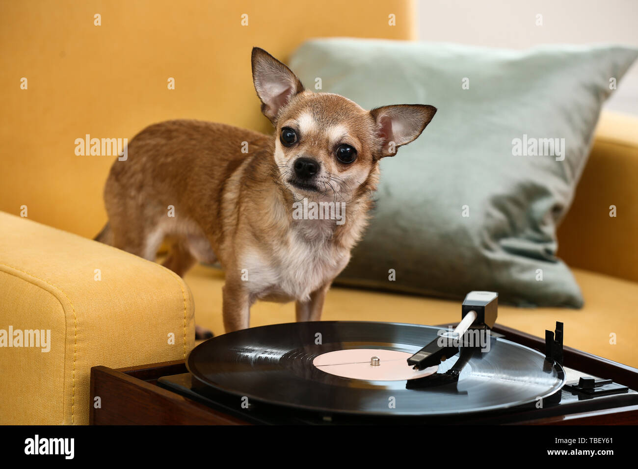 Record giocatore con disco in vinile e cute cane sulla poltrona in camera Foto Stock Record giocatore con disco in vinile e cute cane sulla poltrona in camera Foto Stock