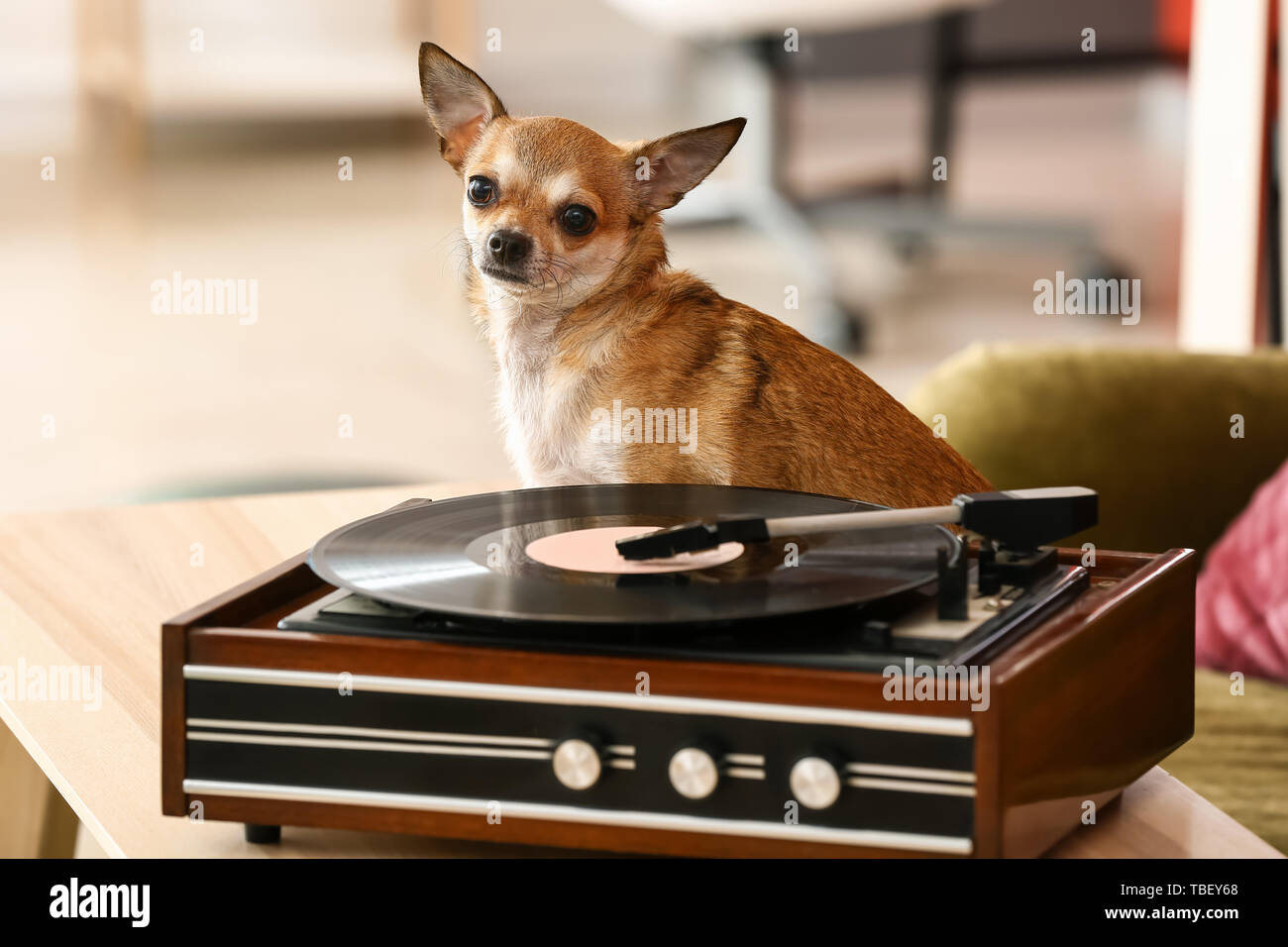 Carino divertente cane vicino a record player con disco in vinile in camera Foto Stock Carino divertente cane vicino a record player con disco in vinile in camera Foto Stock