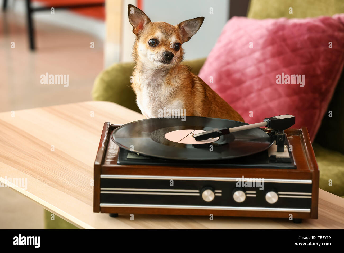 Carino divertente cane vicino a record player con disco in vinile in camera Foto Stock Carino divertente cane vicino a record player con disco in vinile in camera Foto Stock